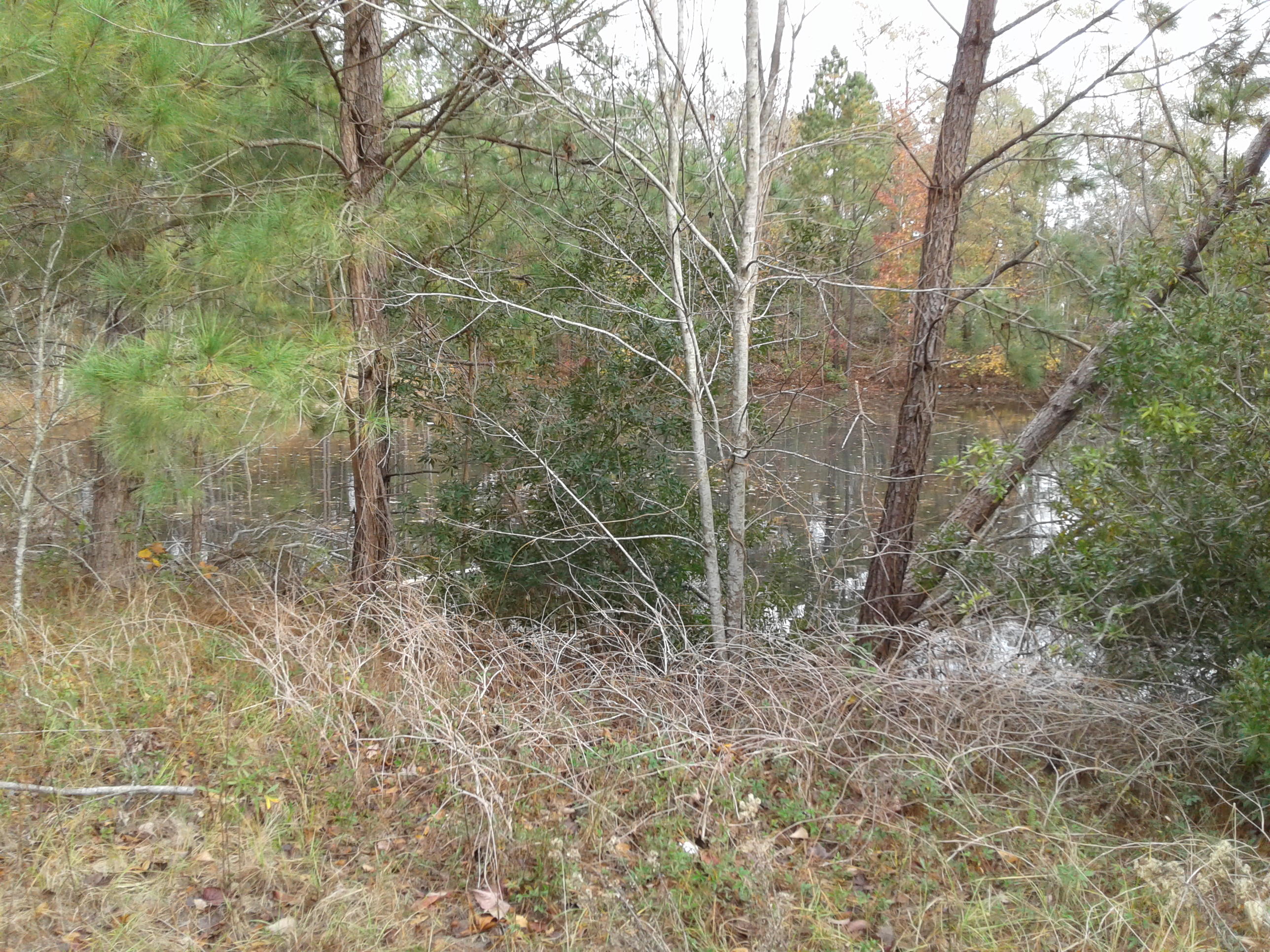 186 Podium Road Cordova, SC 29039 - Photo 6 of 7 20161130_150559