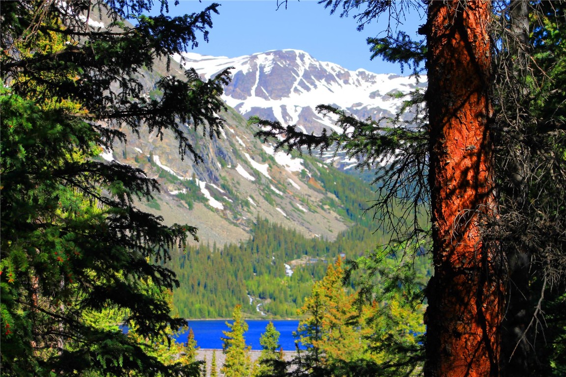 157 Goldfinch Place Alma, CO 80420 - Photo 17 of 34 a view of flowers and flowers