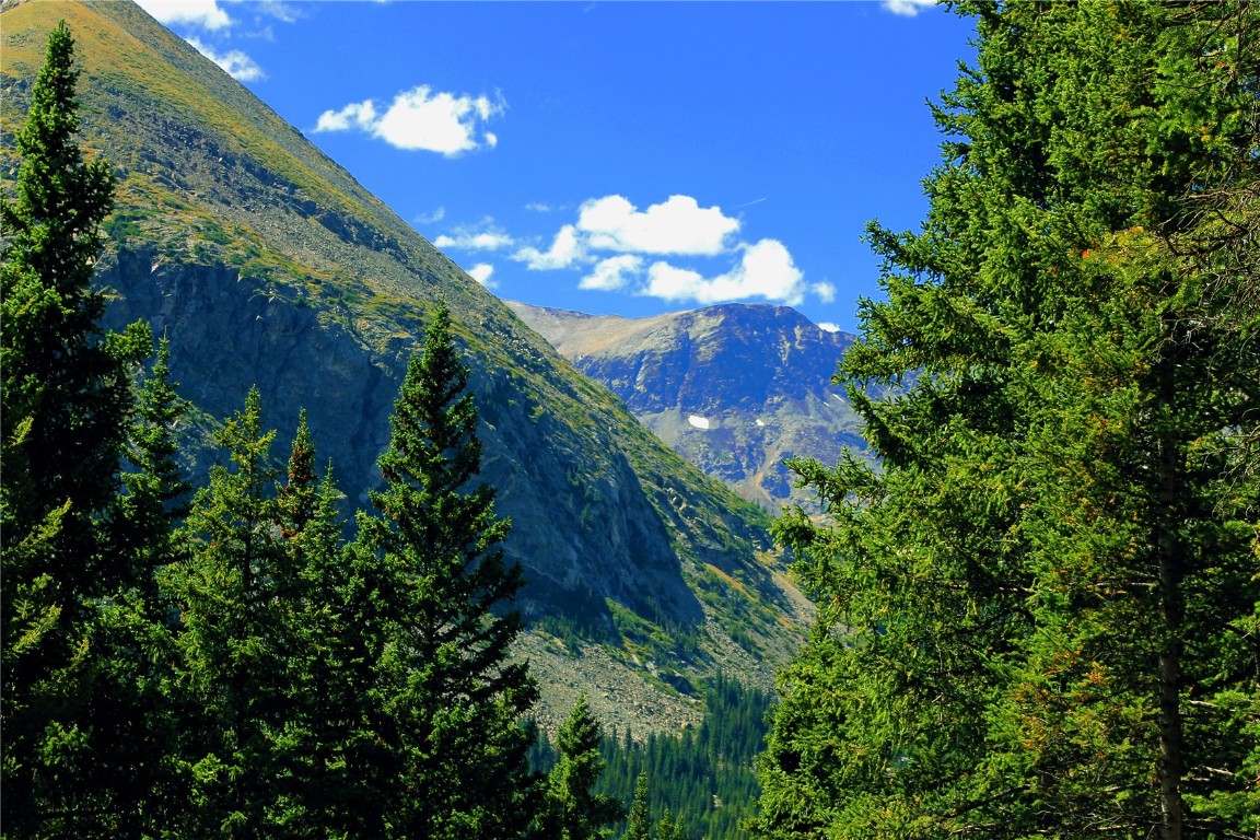 157 Goldfinch Place Alma, CO 80420 - Photo 2 of 34 a view of a flower in a garden