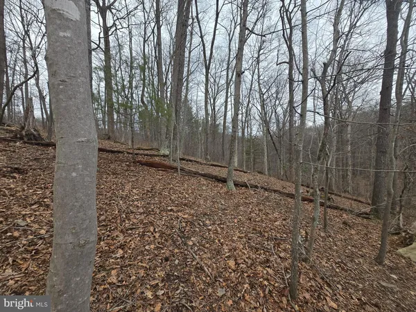a view of a backyard with trees