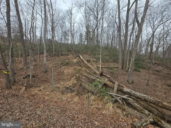 a view of a forest with trees in the background