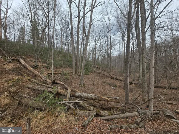 a view of a forest with trees