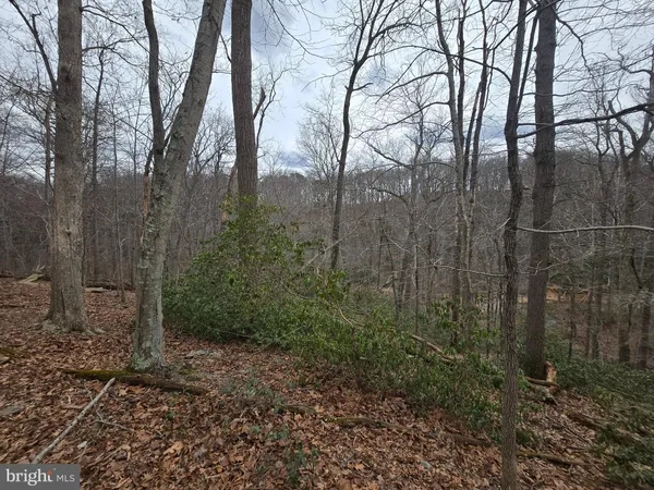 a view of a forest with large trees
