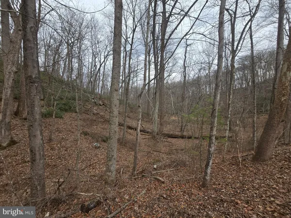 a view of a forest that has a tree