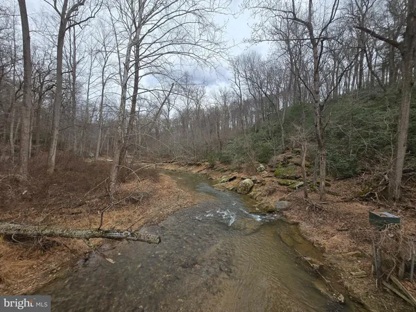 a view of a forest with trees in the background