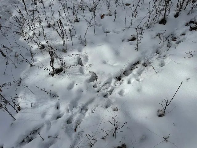 $38,400 | Vl Linkletter Road, Arkport, NY 14807