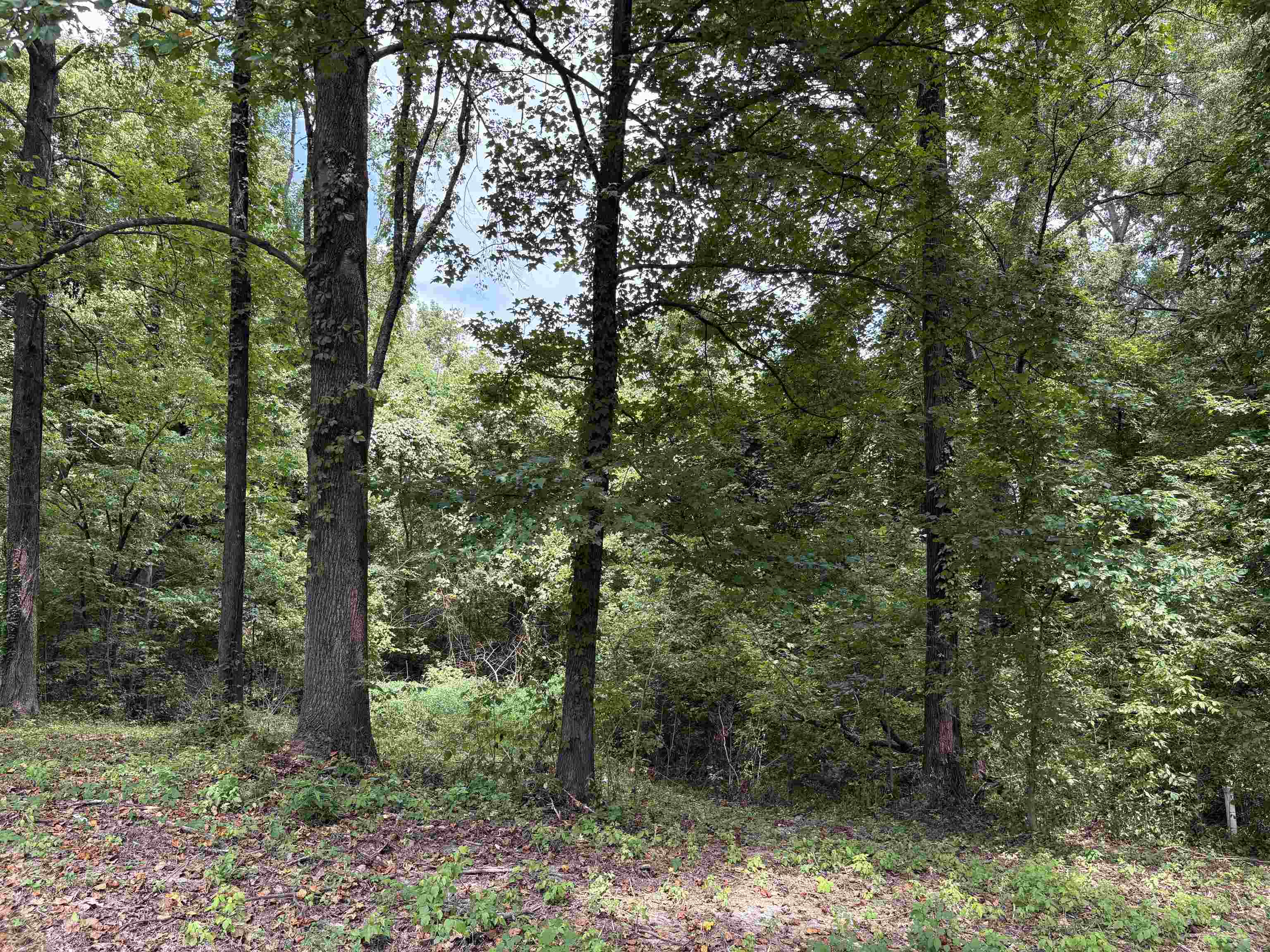 260 Chisolm Trail Road Atoka, TN 38004 - Photo 29 of 30 a view of a forest with trees