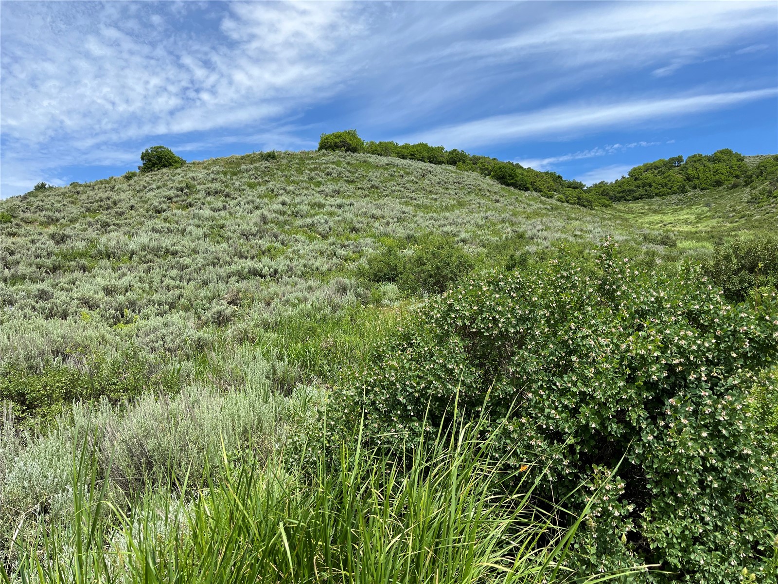 46 Routt County Road Steamboat Springs, CO 80487 - Photo 13 of 23 a view of a lush green field