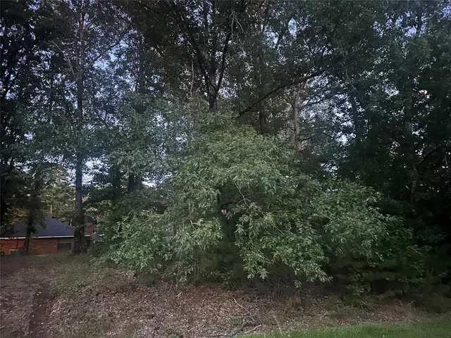 a view of a forest with trees in the background