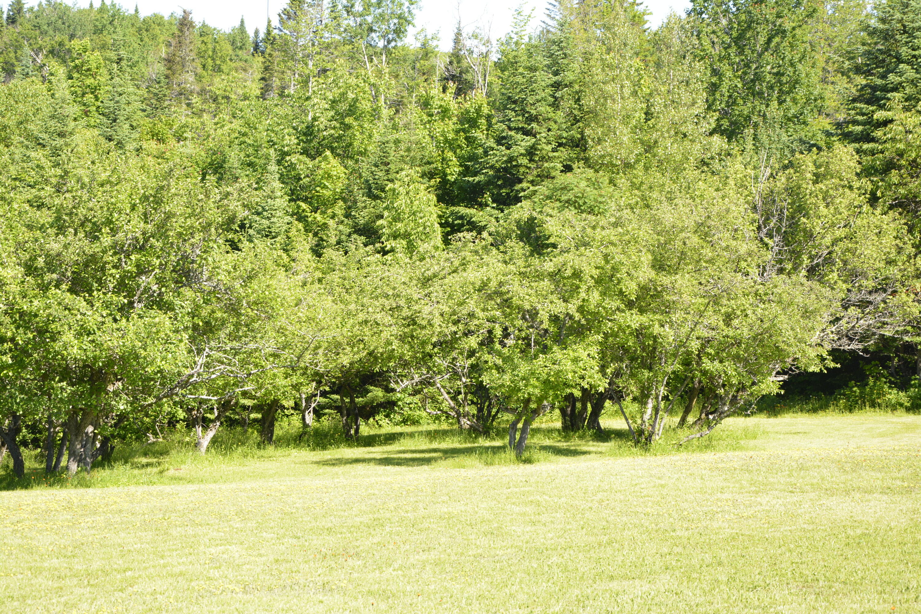 0 Nelson Road Oakfield, ME 04763 - Photo 41 of 51 _DSC0041