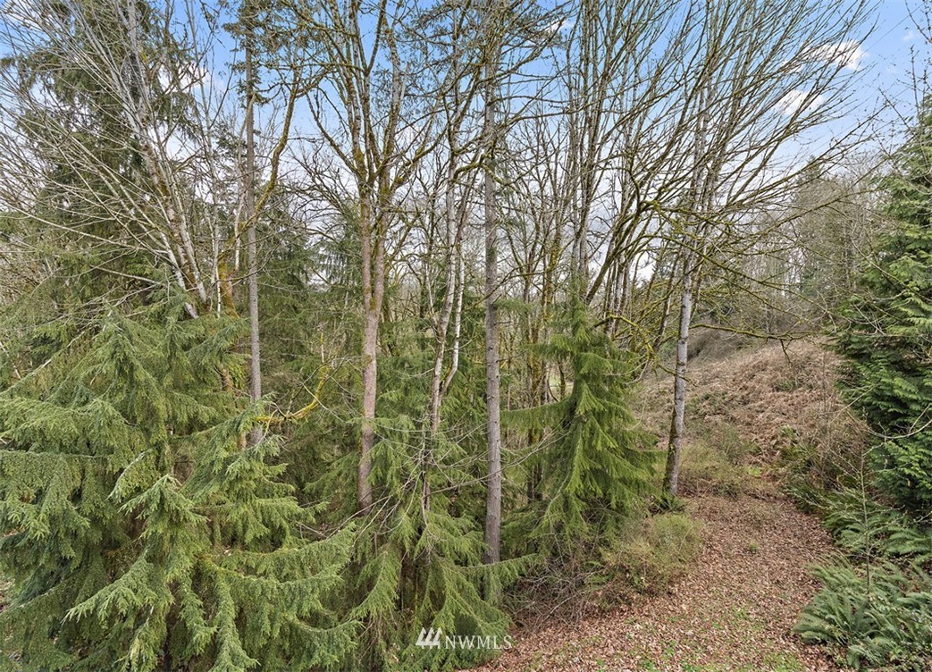 3012 Southeast 8th Place, Unit 1117 Renton, WA 98058 - Photo 27 of 40 a view of a forest with a trees