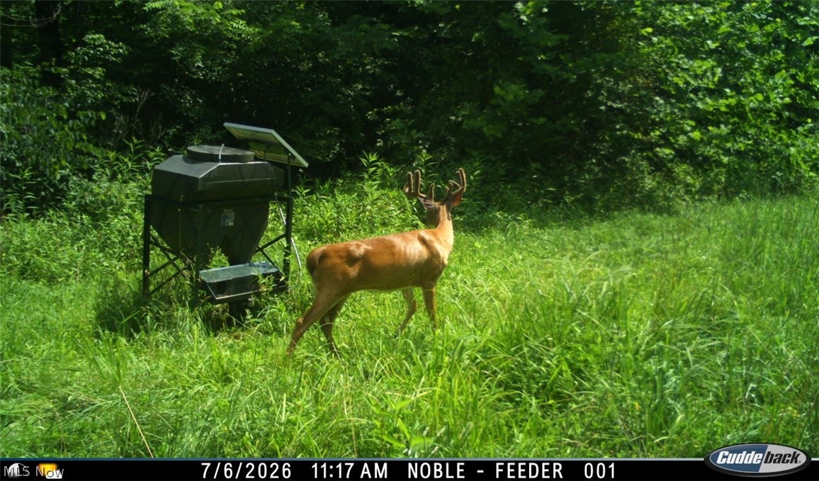 Lew Marten Road Summerfield, OH 43788 - Photo 16 of 50 Gallery Image 16
