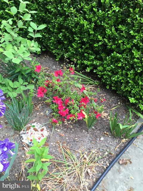 1 Wilson Drive Stockton, NJ 08559 - Photo 66 of 75 Gardens in bloom (seller's photos)