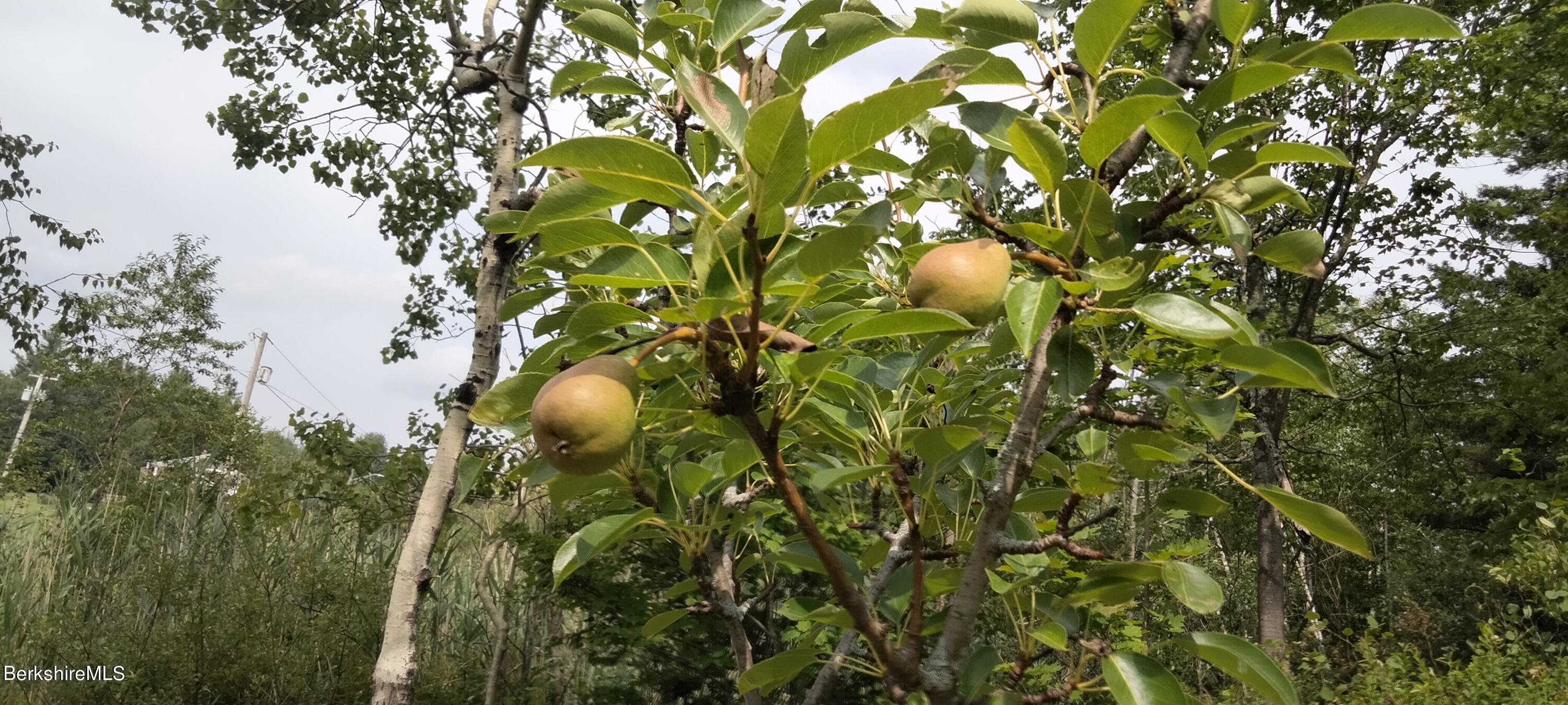 70 Mohawk Trail Florida, MA 01247 - Photo 14 of 15 Pear Tree