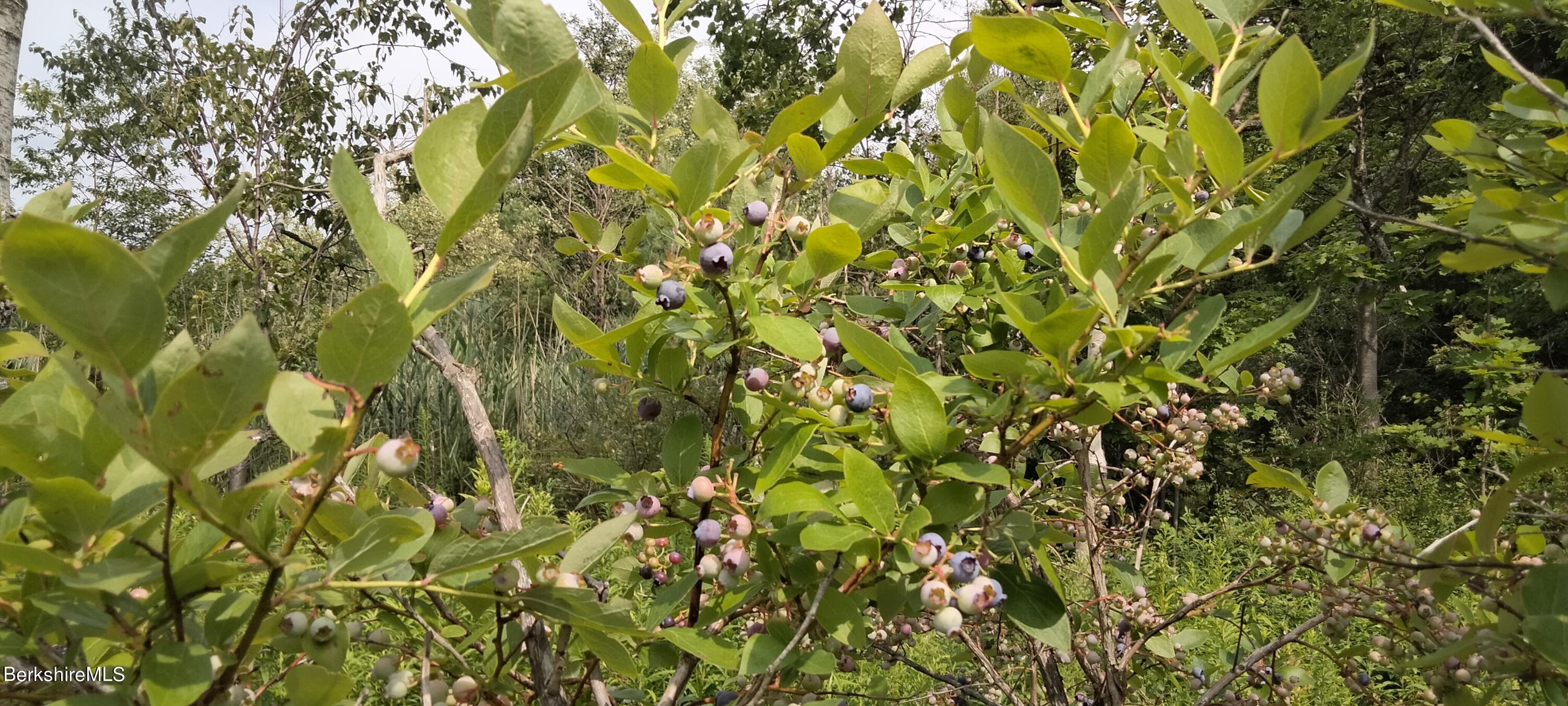 70 Mohawk Trail Florida, MA 01247 - Photo 15 of 15 Blueberry Bushes