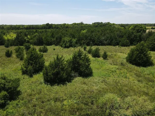 a view of a lush green forest with lots of trees