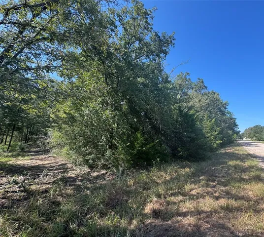 a view of a forest with trees in the background