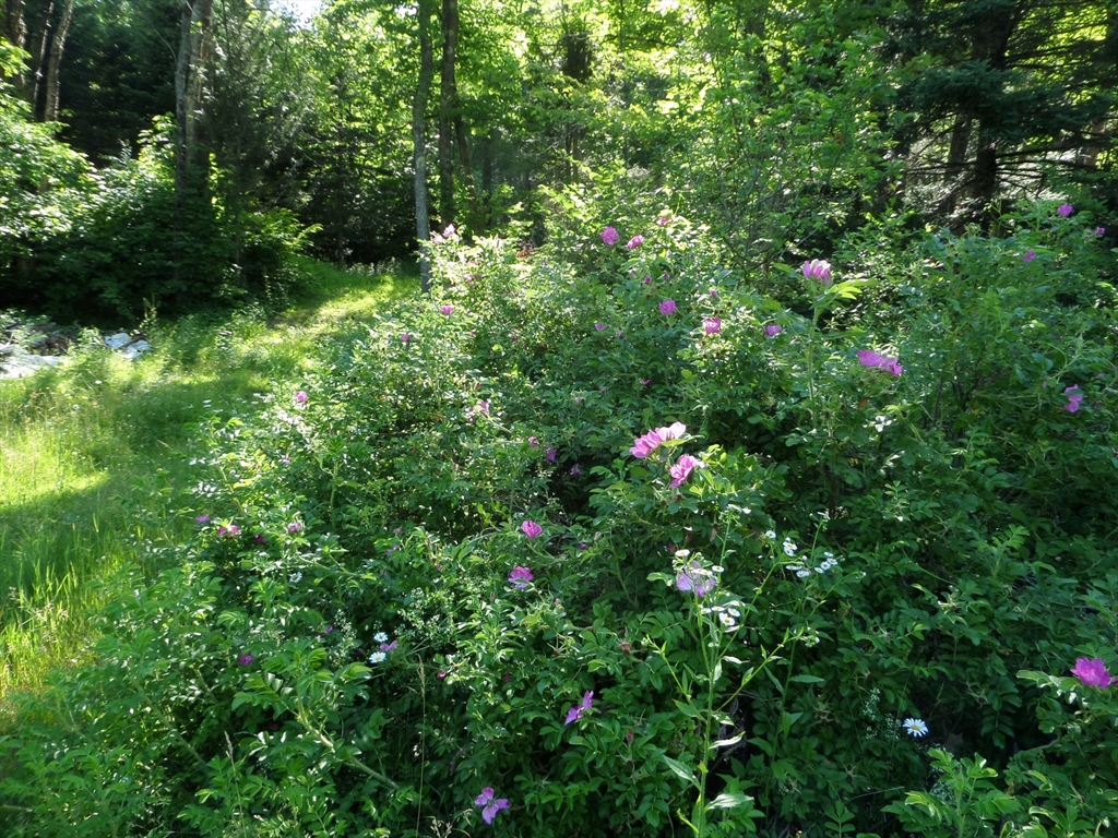 30 East River Road Middlefield, MA 01050 - Photo 18 of 25