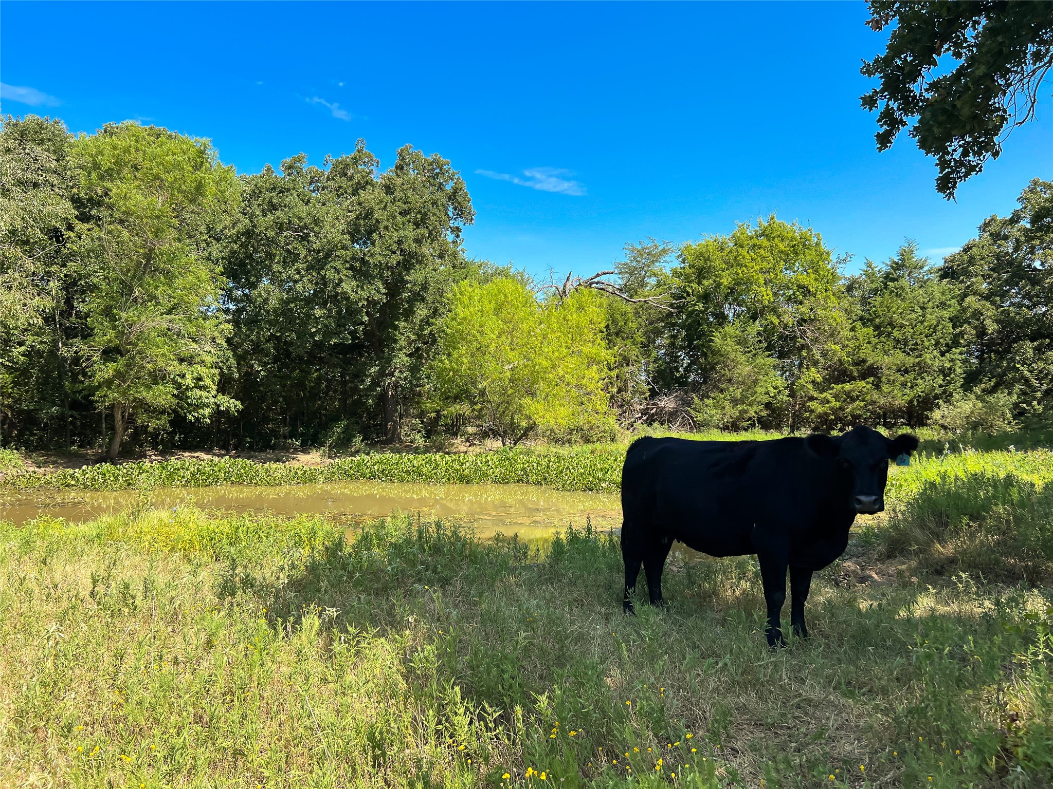 496 Fm-1512 Jewett, TX 75846 - Photo 5 of 25