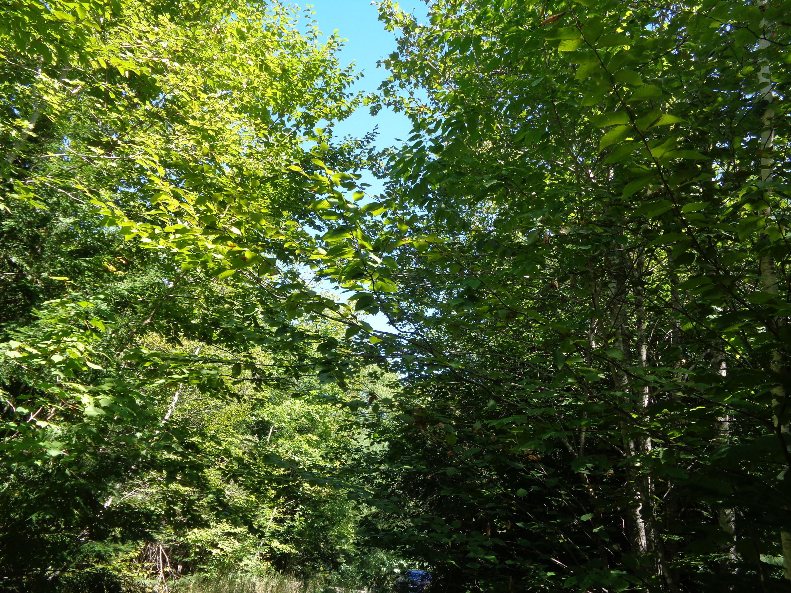Lot 5 Winkumpaugh Road Orland, ME 04472 - Photo 4 of 10 Mixed growth