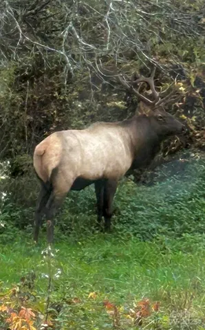 a view of a backyard with large trees
