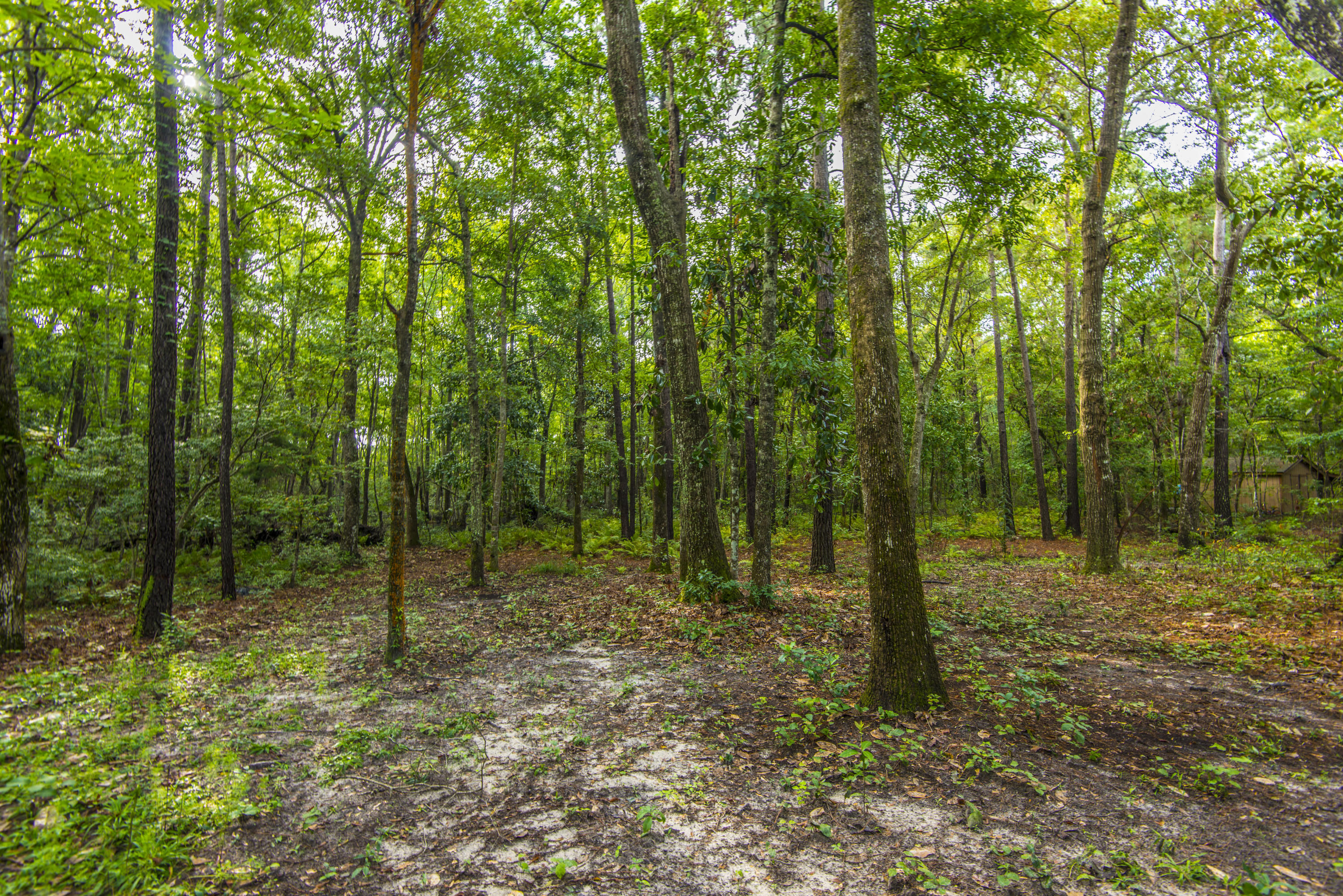 1329 Whippoorwill Farm Road Johns Island, SC 29455 - Photo 5 of 33 _DSC0944