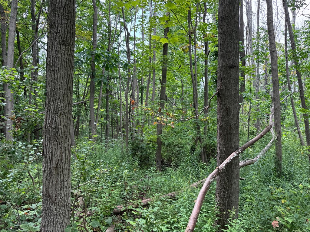 0 Stagecoach Road Conesus, NY 14435 - Photo 5 of 19 Gallery Image 5
