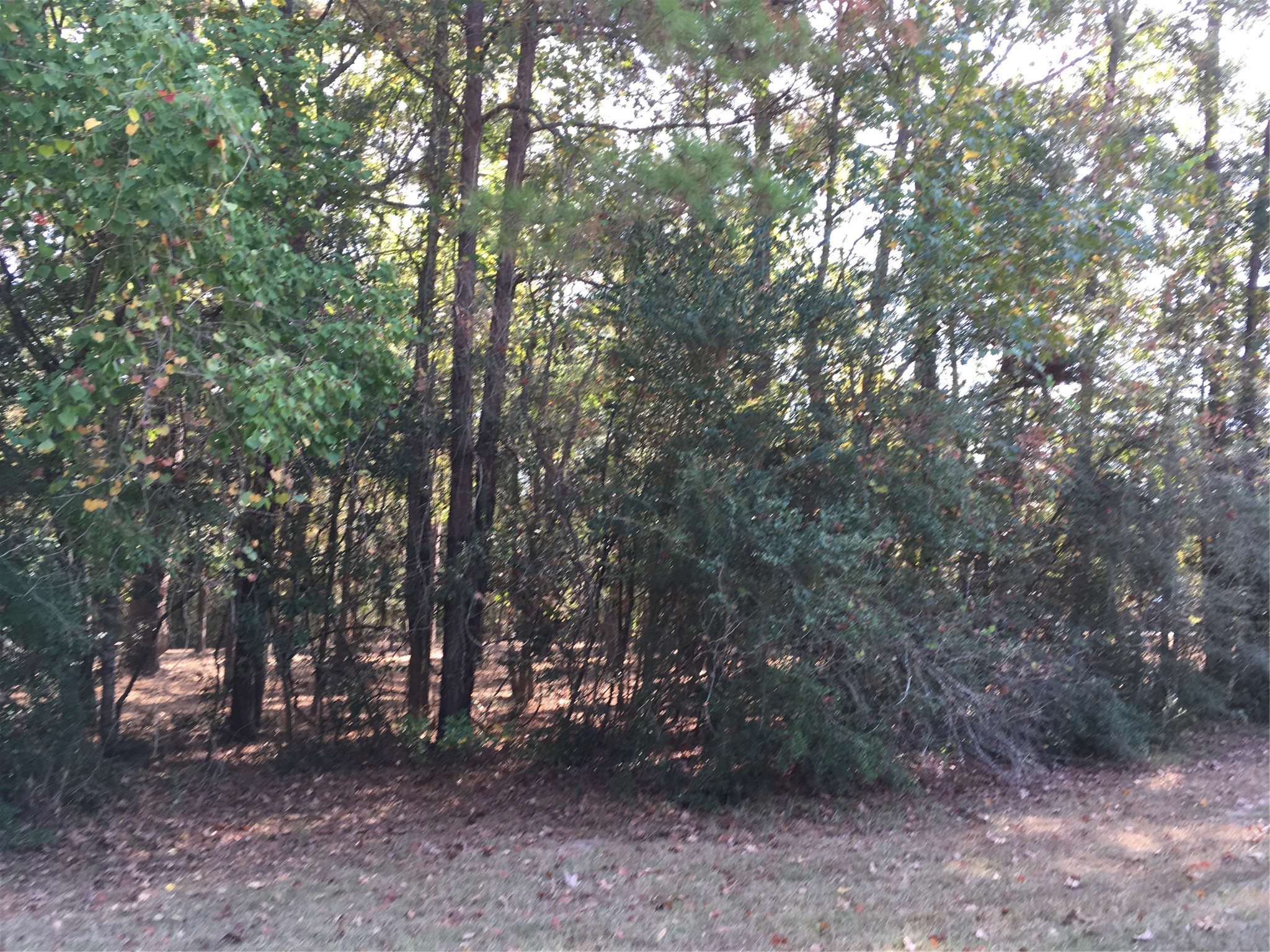 1930 Autumn Ridge Drive Conroe, TX 77304 - Photo 7 of 17 Another side view of lot from the side street