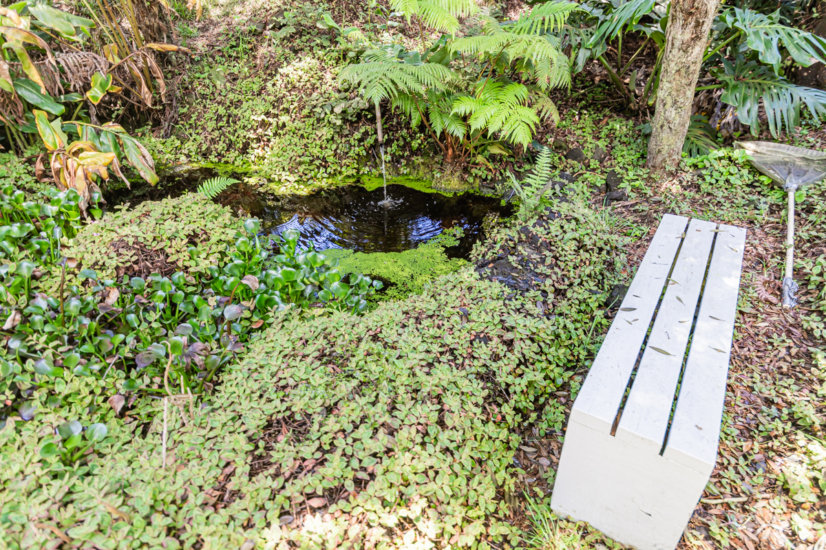 99-1846 Painiu Loop Volcano, HI 96785 - Photo 28 of 30 a view of a yard with plants