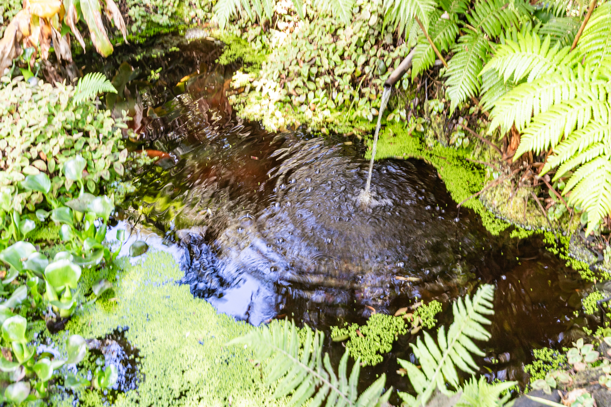 99-1846 Painiu Loop Volcano, HI 96785 - Photo 29 of 30 a backyard of a house with a garden