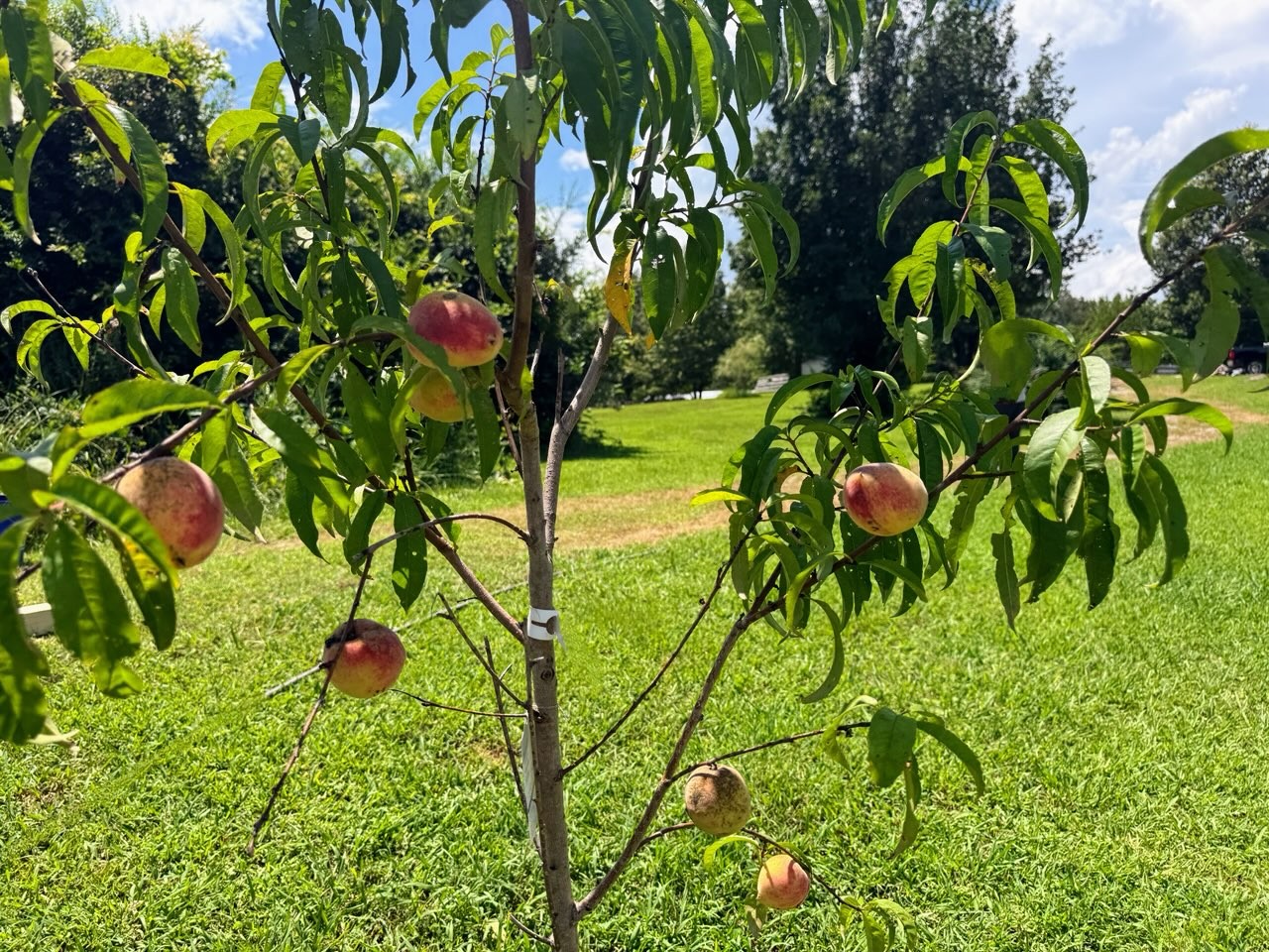 395 Hannis Road Bolivar, TN 38008 - Photo 16 of 24 a view of a bunch of flowers in a garden