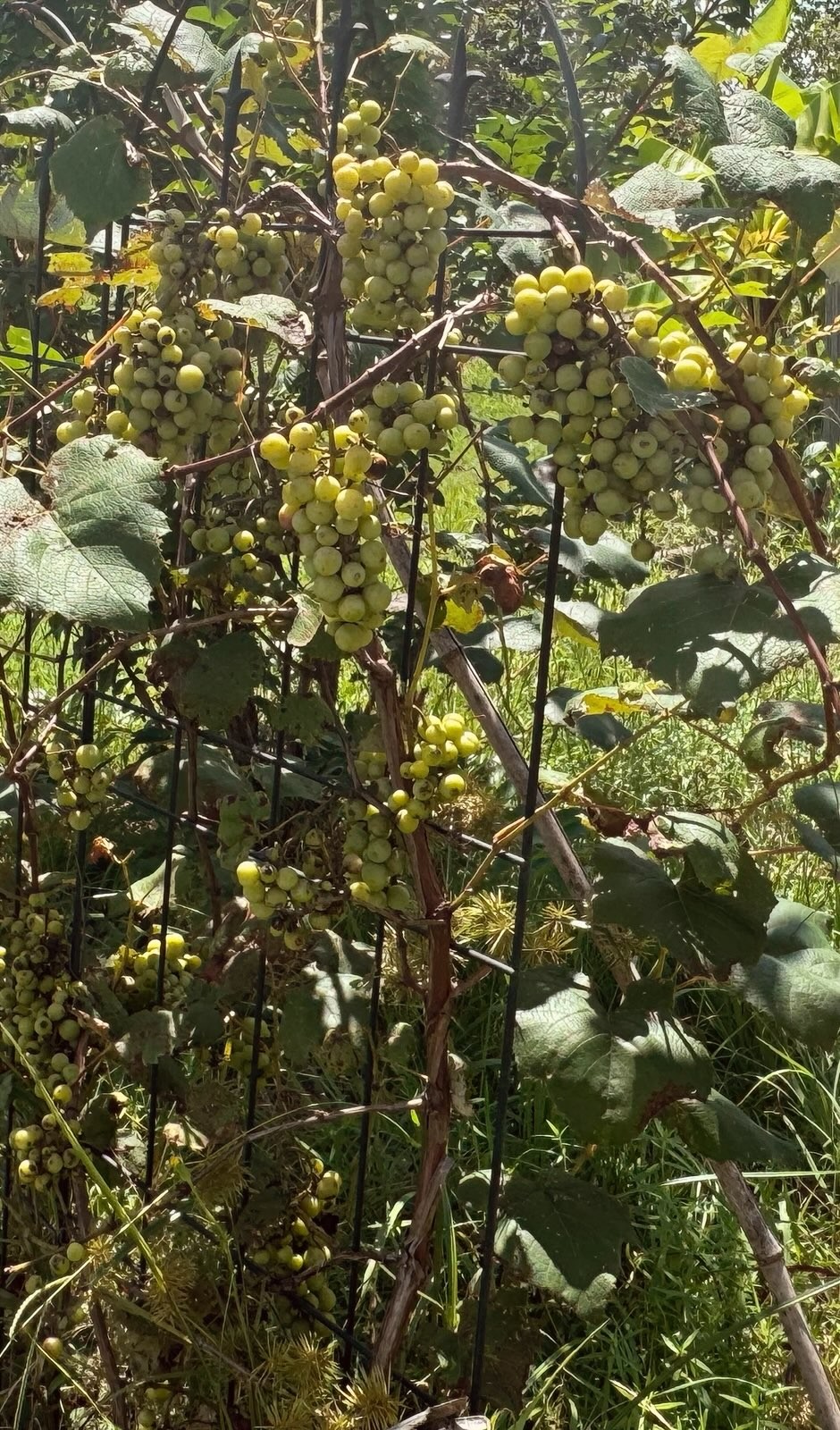 395 Hannis Road Bolivar, TN 38008 - Photo 17 of 24 a view of a tree