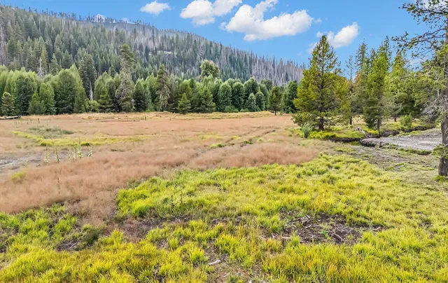a park view with trees
