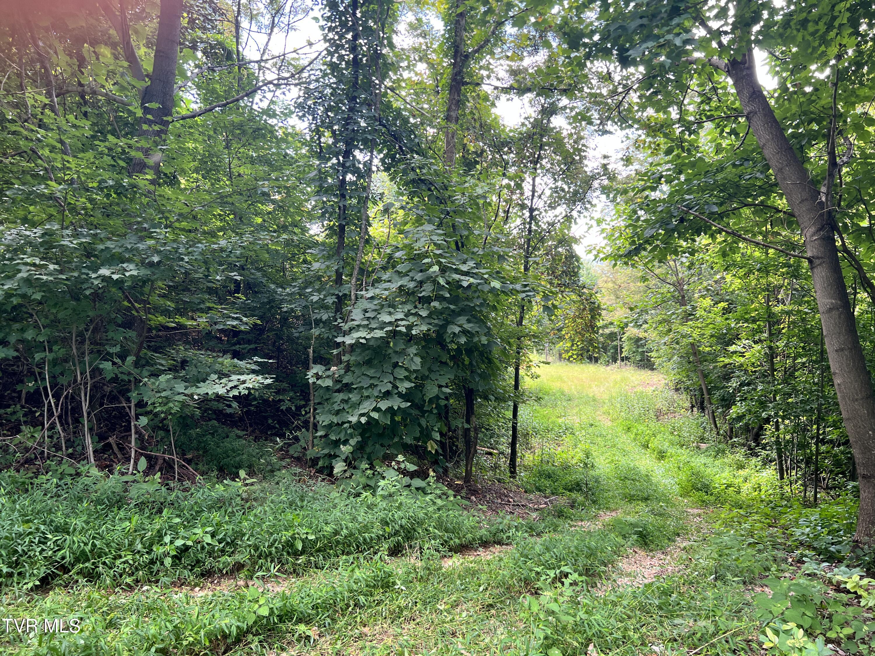 Tbd Tbd Tulip Poplar Trail Extension Butler, TN 37640 - Photo 11 of 13 IMG_0946