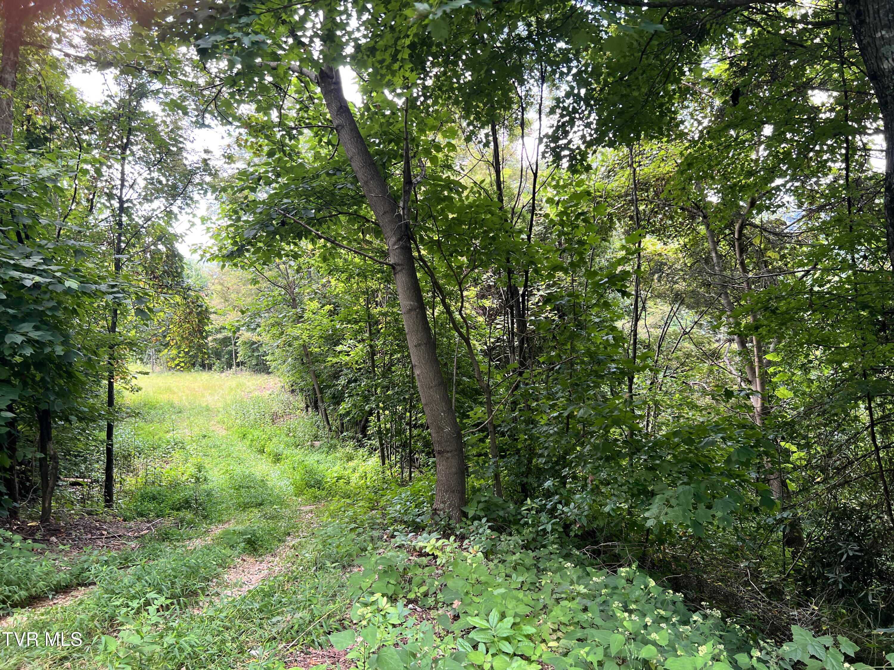 Tbd Tbd Tulip Poplar Trail Extension Butler, TN 37640 - Photo 10 of 13 IMG_0945