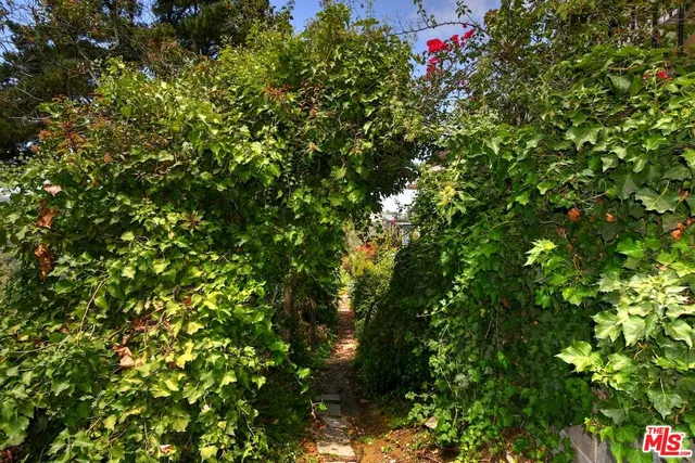 a view of a tree in a yard
