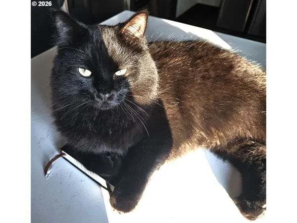 a stove top oven sitting inside of a kitchen