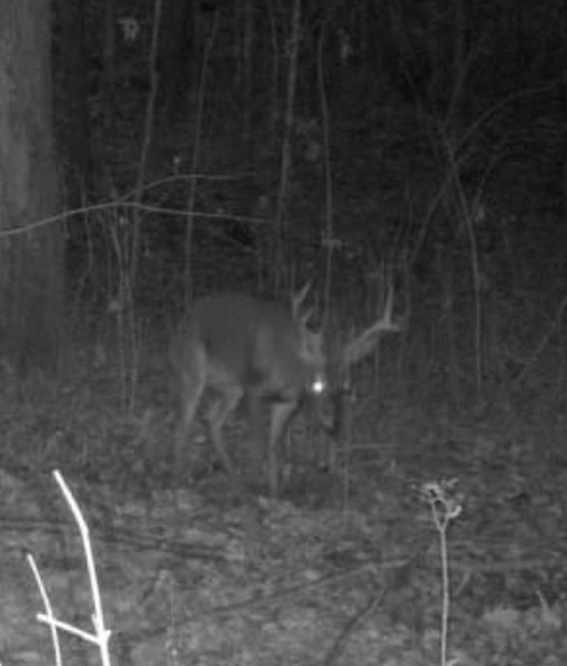 268 Davis Road Wartrace, TN 37183 - Photo 12 of 74