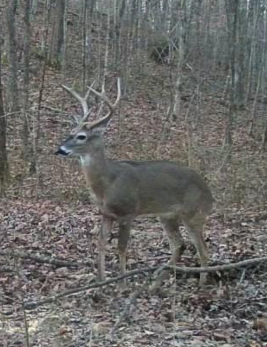 268 Davis Road Wartrace, TN 37183 - Photo 13 of 74