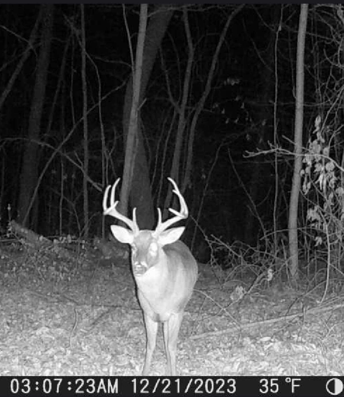 268 Davis Road Wartrace, TN 37183 - Photo 7 of 74 a view of a backyard