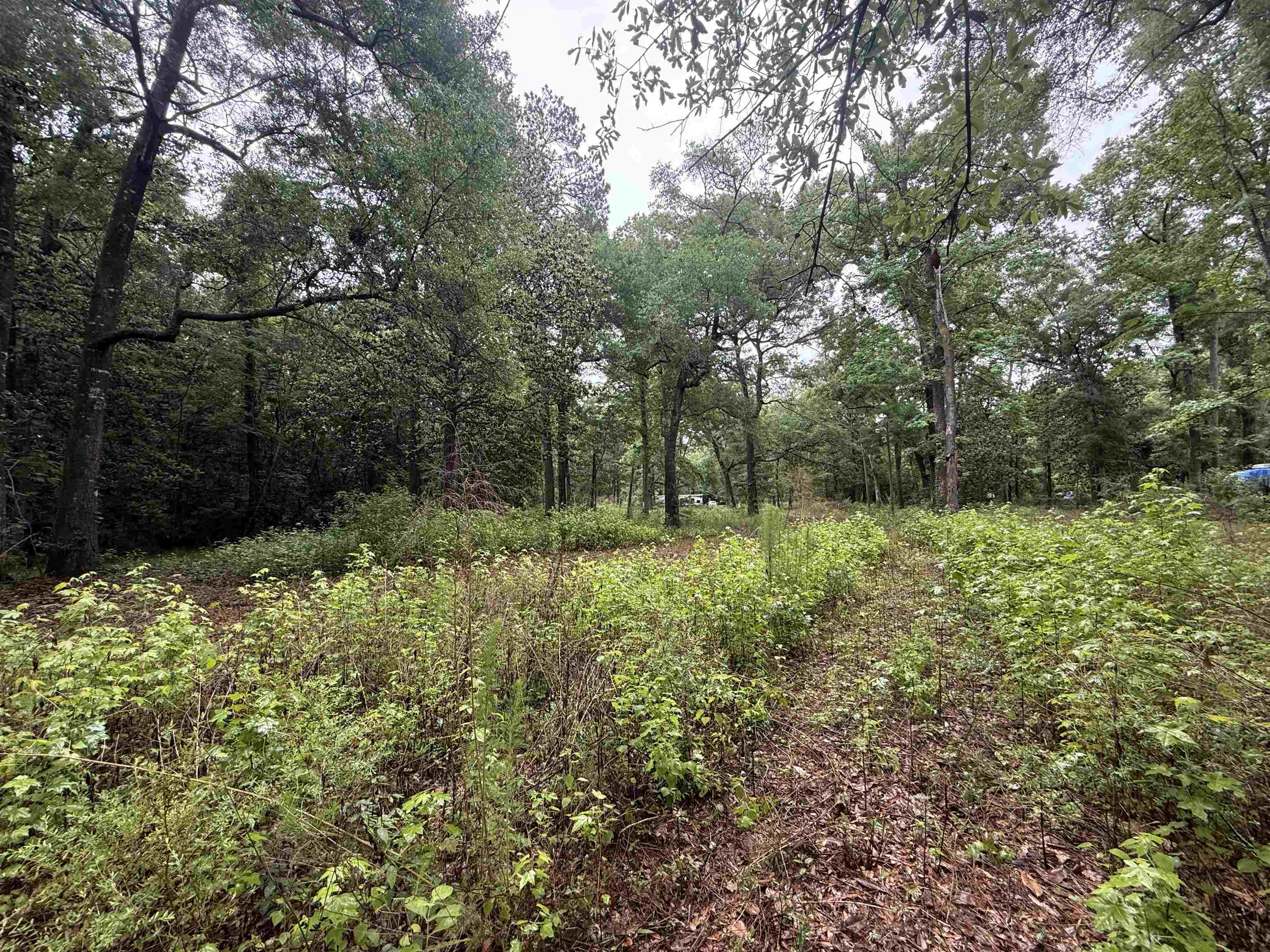 9640 Elgin Road Tallahassee, FL 32305 - Photo 17 of 21 Gallery Image 17