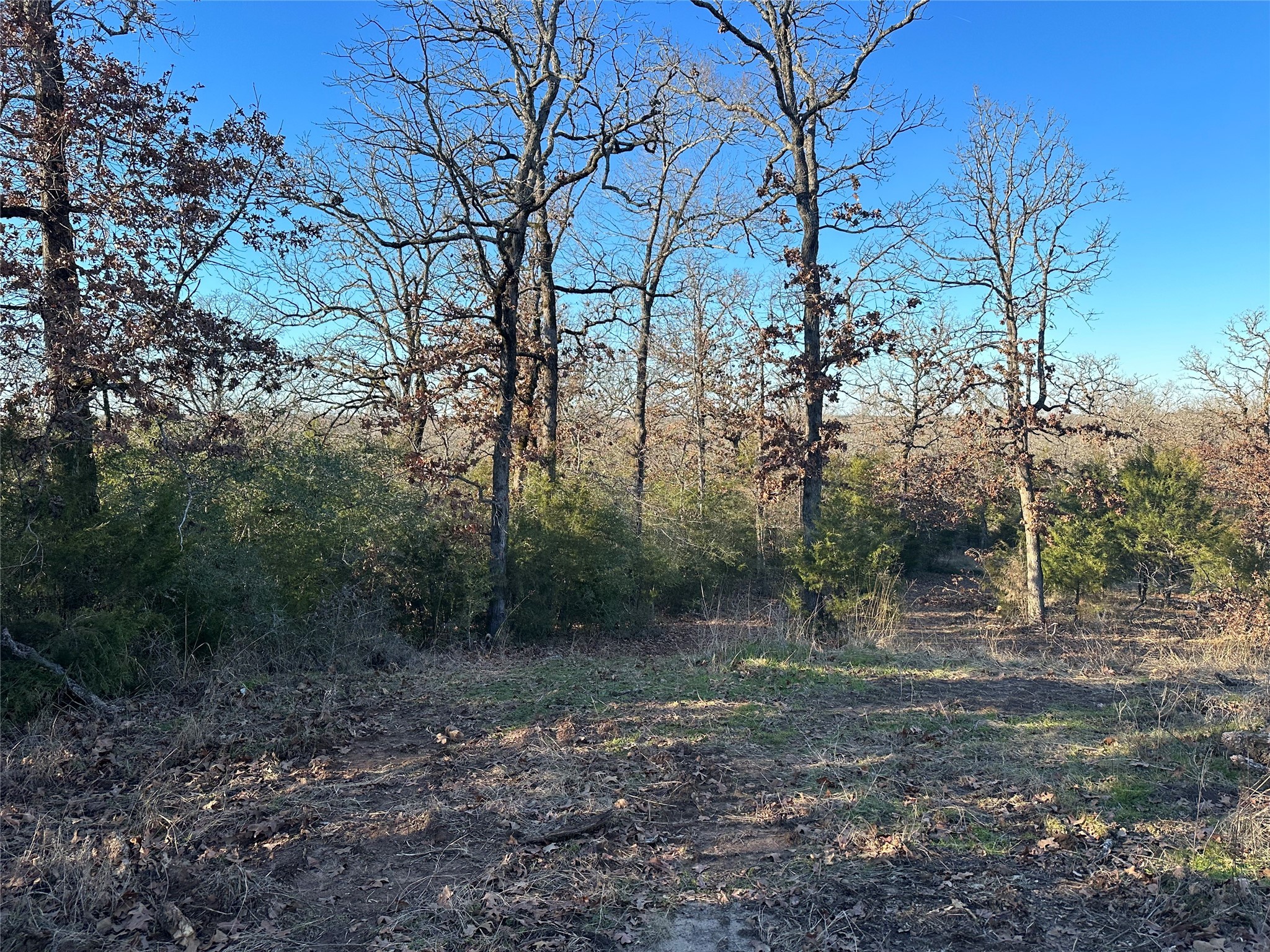 13 Ac Prairie Oakwood, TX 75855 - Photo 3 of 9 a view of a forest