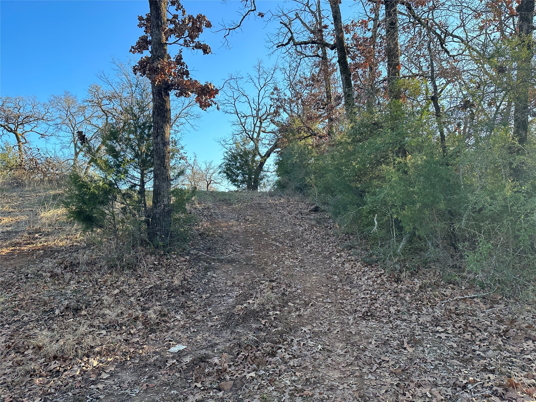 13 Ac Prairie Oakwood, TX 75855 - Photo 4 of 9 a view of a yard with a tree