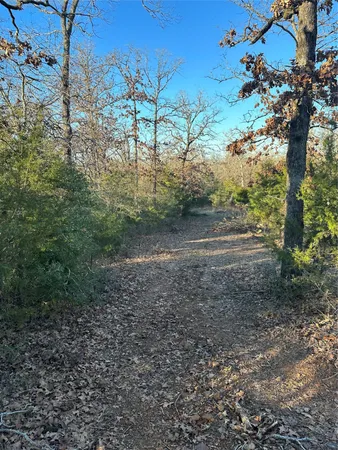 a view of a yard with lots of bushes