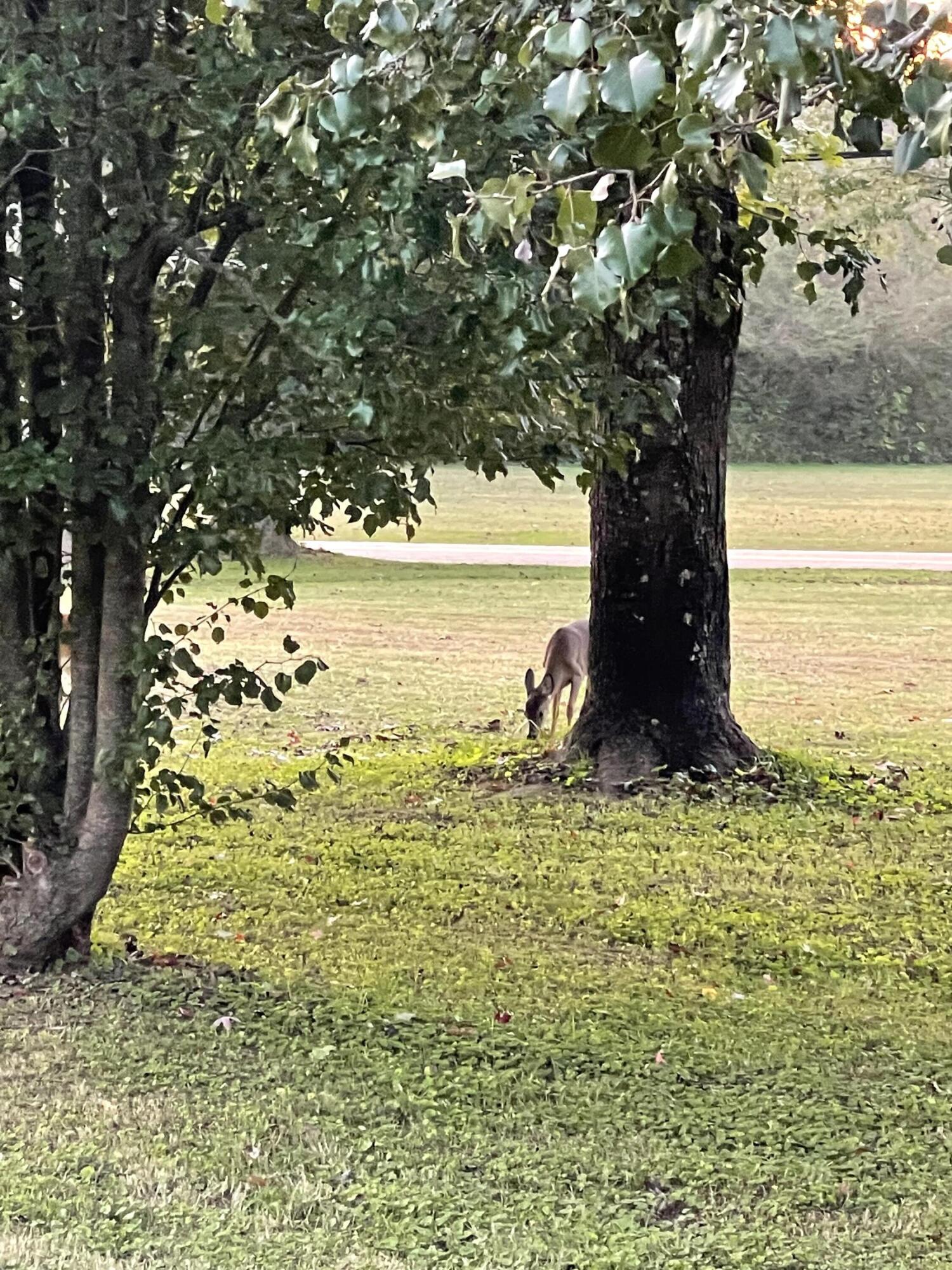 4204 Bill Jones Road Apison, TN 37302 - Photo 36 of 44 Yard
