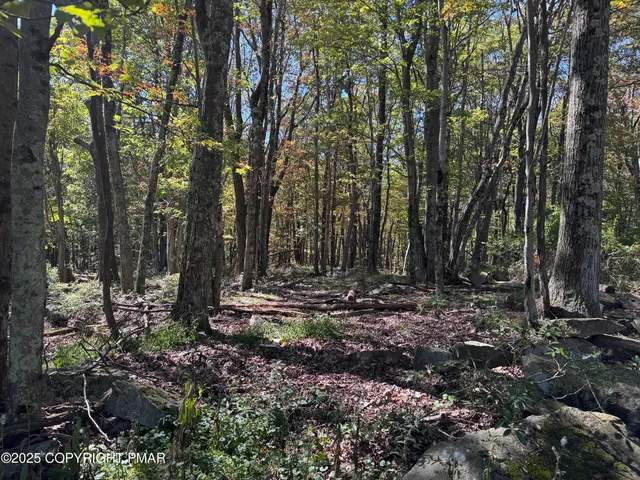a view of a forest filled with trees