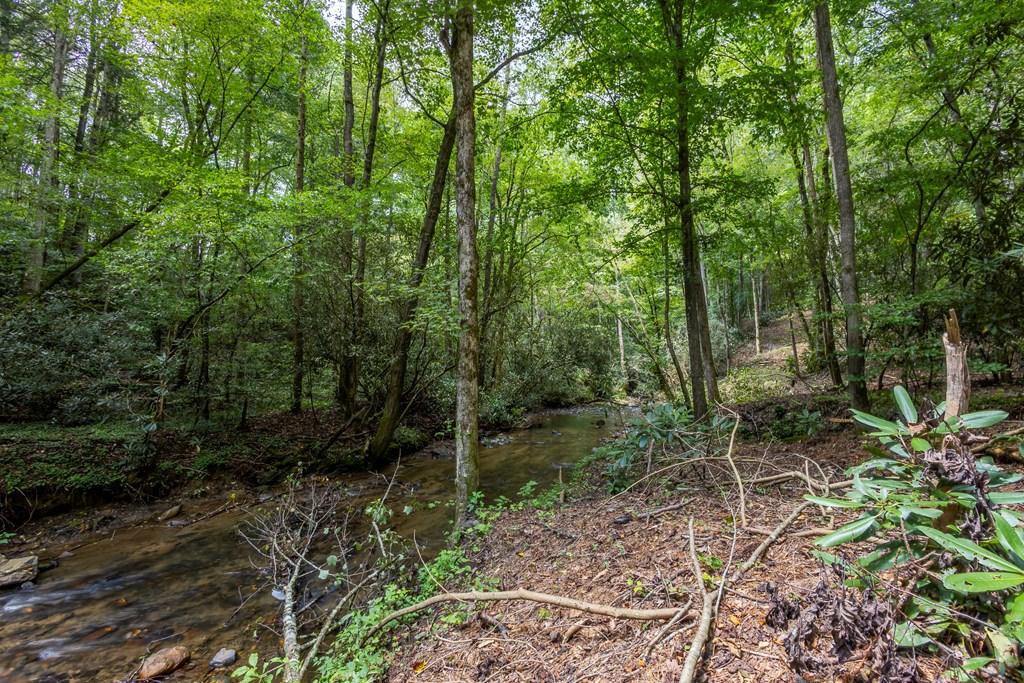 1034 Chestnut Flts Road Andrews, NC 28901 - Photo 14 of 43 a view of a forest