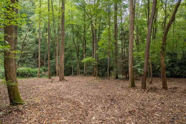 a view of a forest with trees in the background