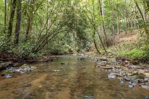 a view of a yard with plants and trees