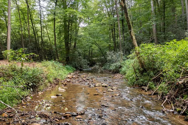 a view of a forest with trees in the background